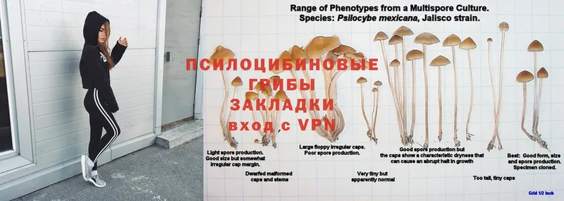 площадка формула  Валуйки  Псилоцибиновые грибы мухоморы 